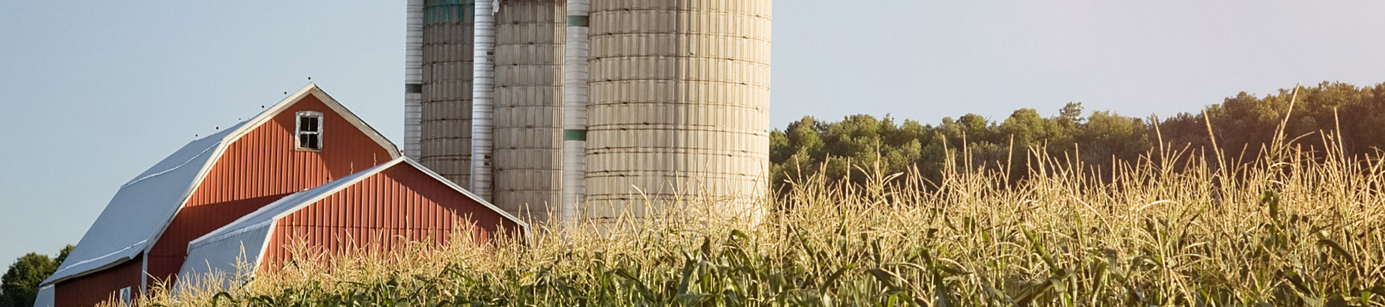 red barn and silos behind a cornfield under clear sky